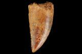 Serrated, Raptor Tooth - Real Dinosaur Tooth #127072-1